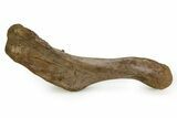 Fossil Lambeosaurus Humerus w/ Ceratopsian Tooth - Montana #350849-6